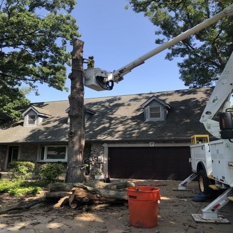 Tree Fellers Tree Care