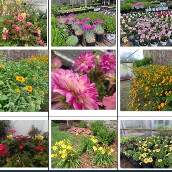 Evans Homes and Gardens