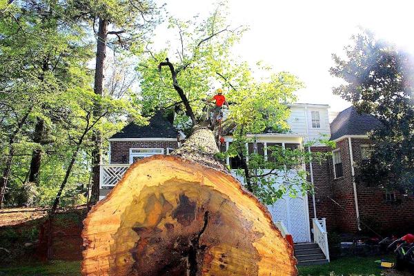 Marietta Tree Removal Experts