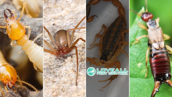 Loveall Pest Control