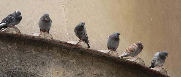 Loveall Pest Control