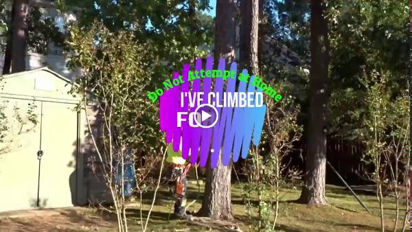Aldine Tree Services Houston Stump Grinding