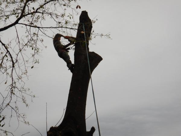 Aldine Tree Services Houston Stump Grinding