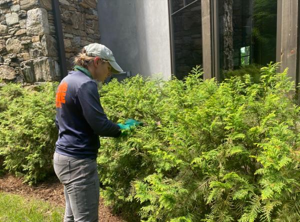 Schneider Shrub and Tree Care