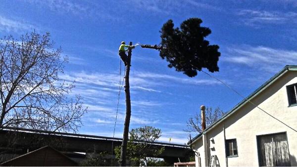 Willy's Tree Service