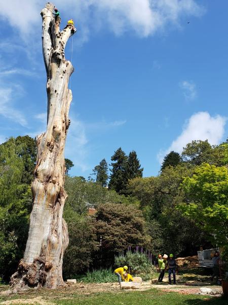 Willy's Tree Service