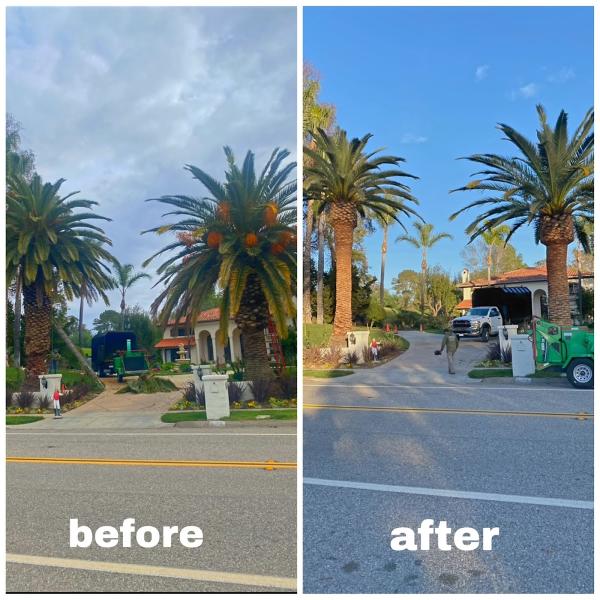 Ortega's Jr Tree Service