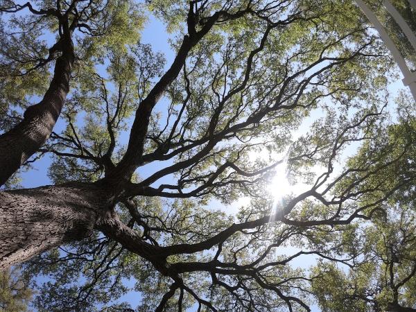 Austin Tree Surgeons