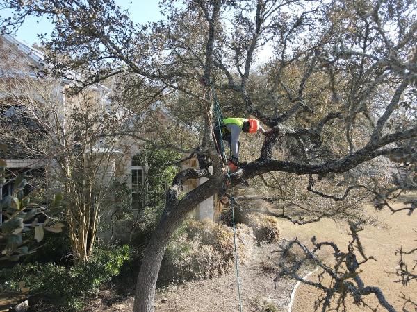 Austin Tree Surgeons