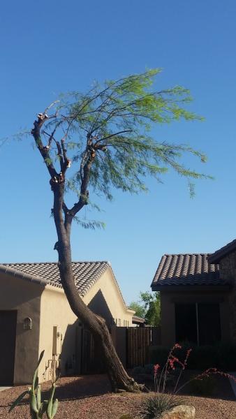All Pro Tree Services LLC