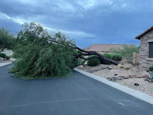 All Pro Tree Services LLC