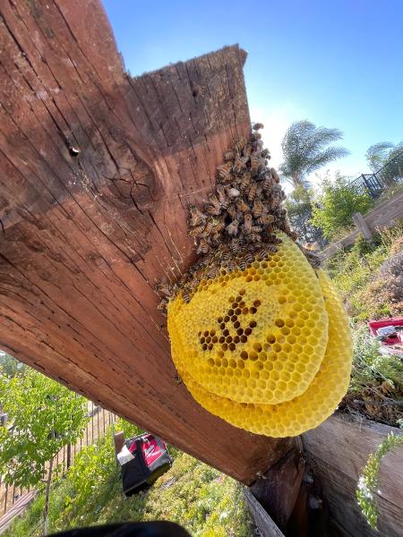 Bee Removal Pros