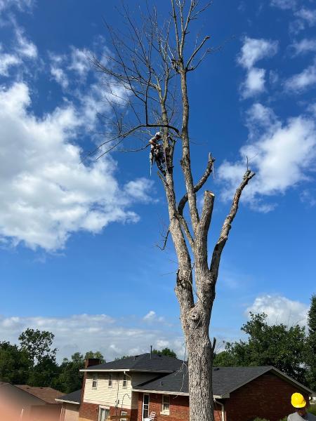Straight Edge Tree Service