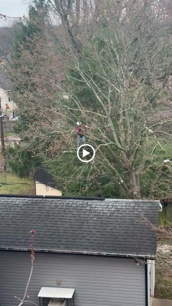 Straight Edge Tree Service