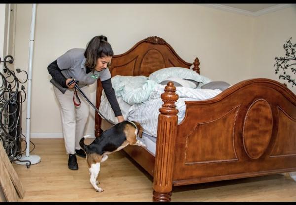 Cimex K9 Bed Bug Control