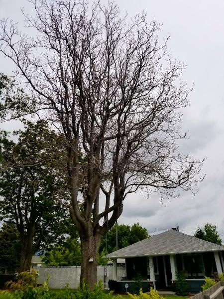 Discount Tree & Landscape Co