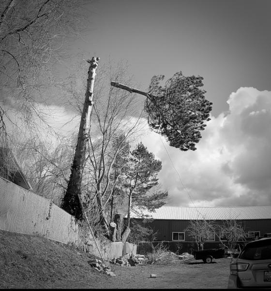 Integral Works Tree Service