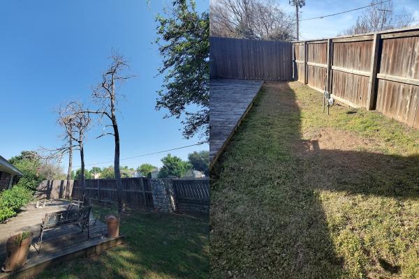 Grass & Trees
