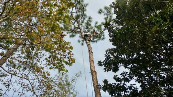 Top Notch Tree Care