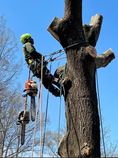 Castor Tree Service & Landscaping LLC