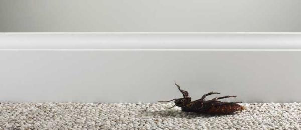 Modern Pest Control