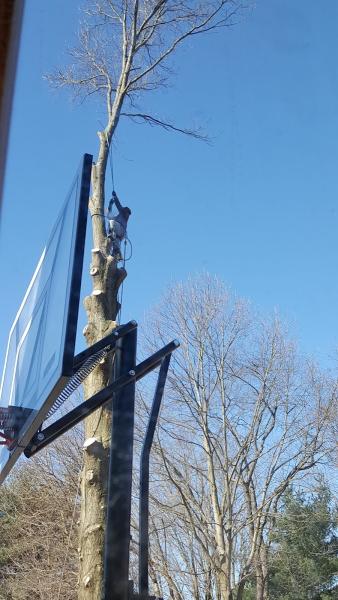 The Wood Shop Tree Service & Landscaping co.
