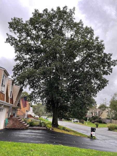 The Wood Shop Tree Service & Landscaping co.