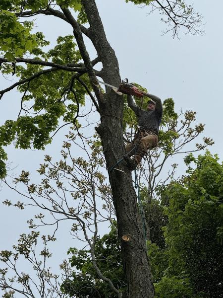 The Wood Shop Tree Service & Landscaping co.
