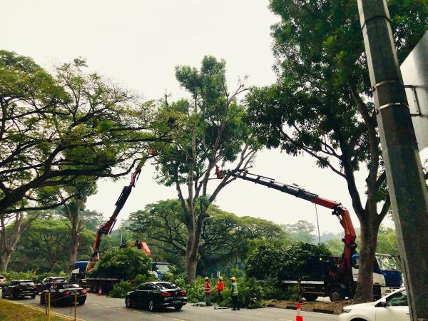 Folsom Tree Services