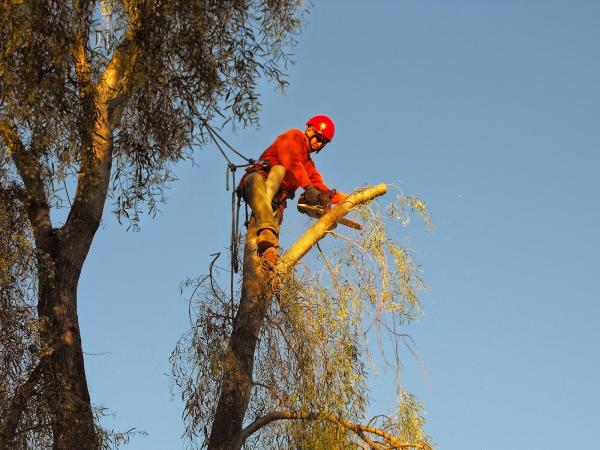 Trees For Needs