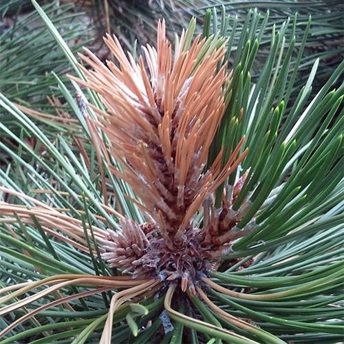 Emerald Tree Care LLC