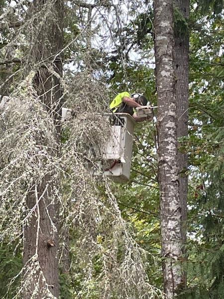 Cleartree LLC