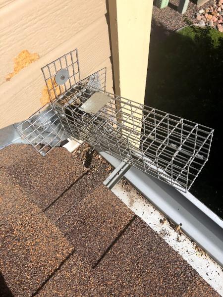 Castle Rock Pest Control