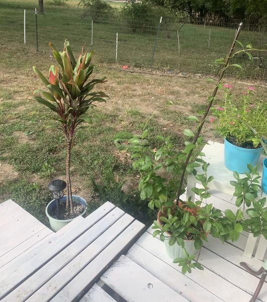 Executive Lawn Care