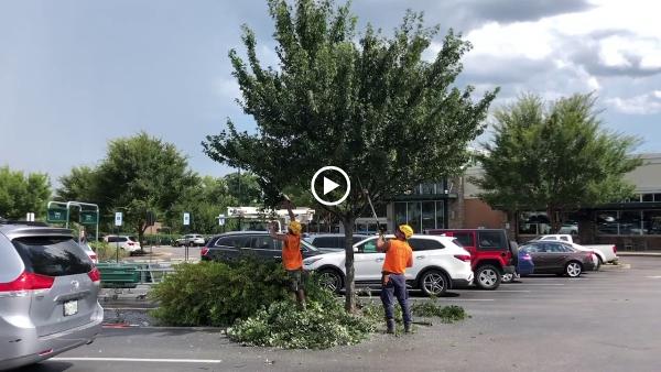 Family's Tree Service Inc.
