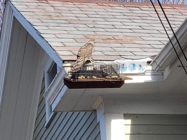 Nuisance Wildlife Pros
