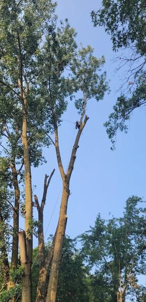 A1 Tree Service Michiana