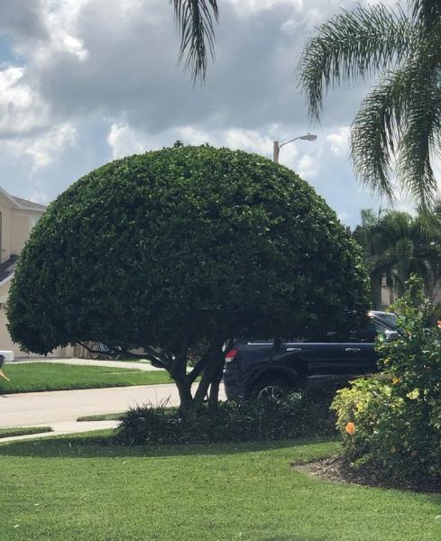 A All Quality Lawn Care