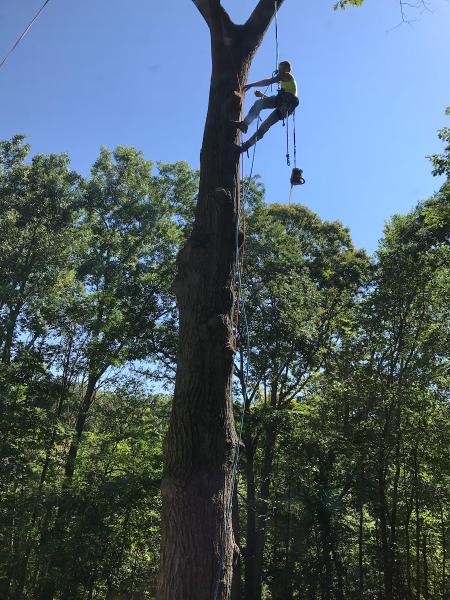 Turman's Tree & Landscape