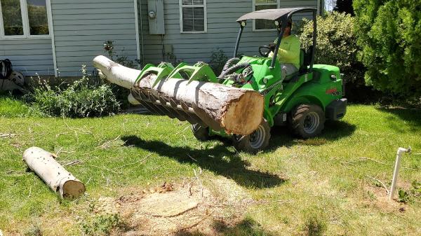 Tuttle Tree Removal