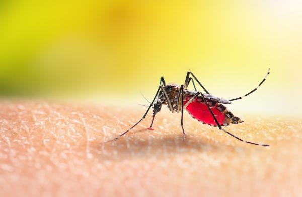 OPC Pest Services
