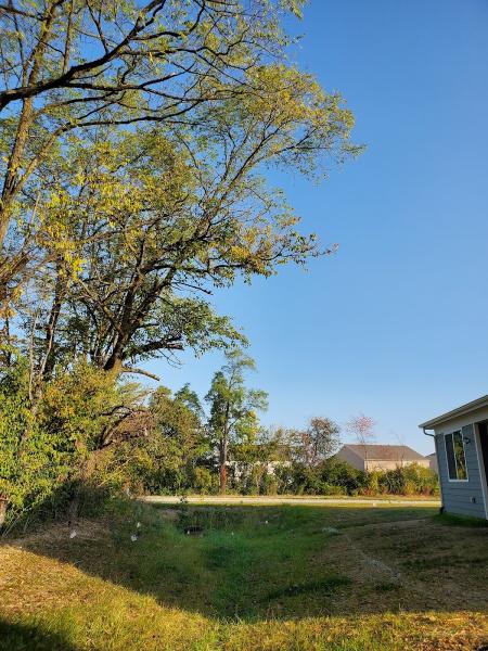 Professional Tree Care