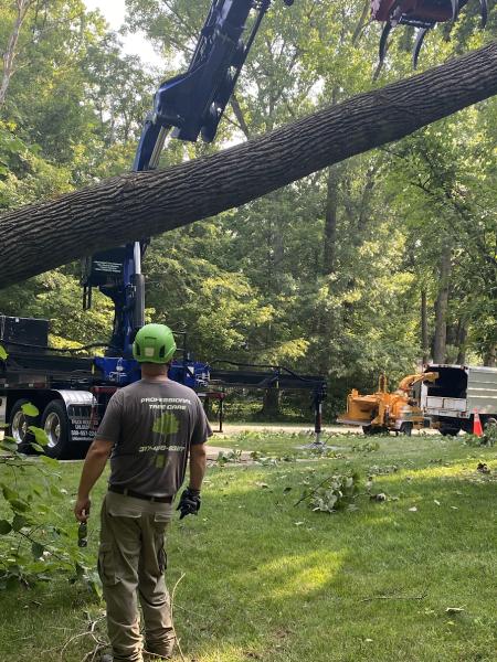 Professional Tree Care