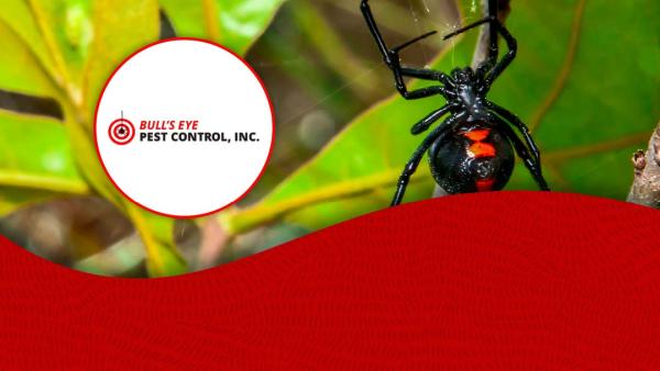 Bull's Eye Pest Control