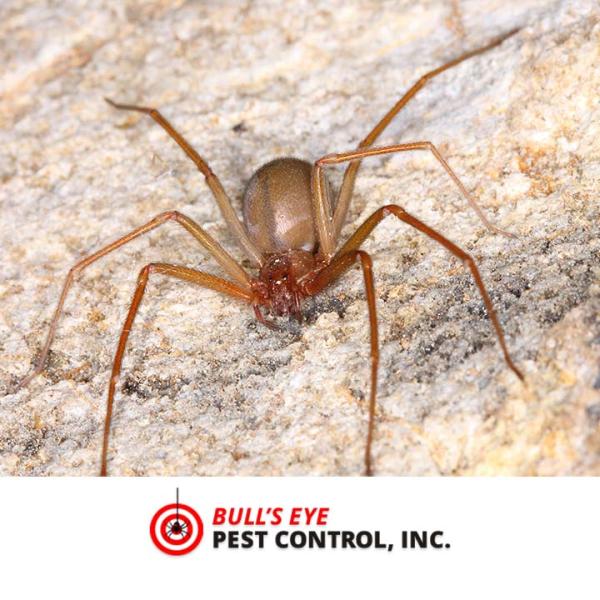 Bull's Eye Pest Control