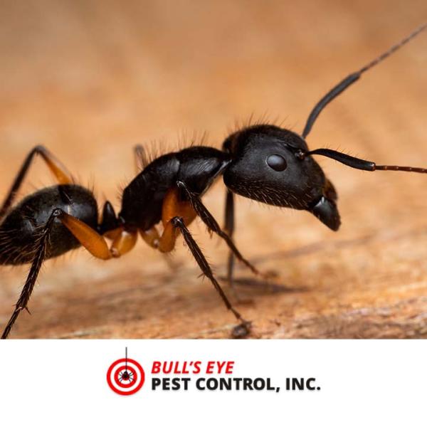 Bull's Eye Pest Control