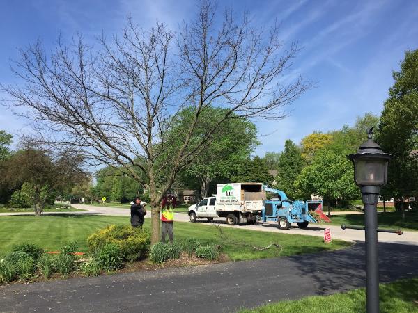Buddy's Tree Service