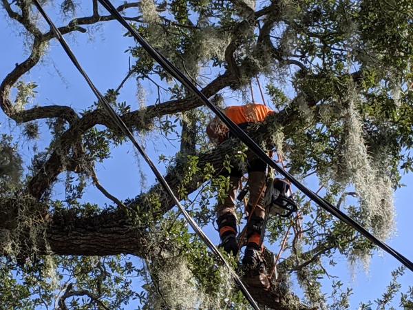 Tree Squad