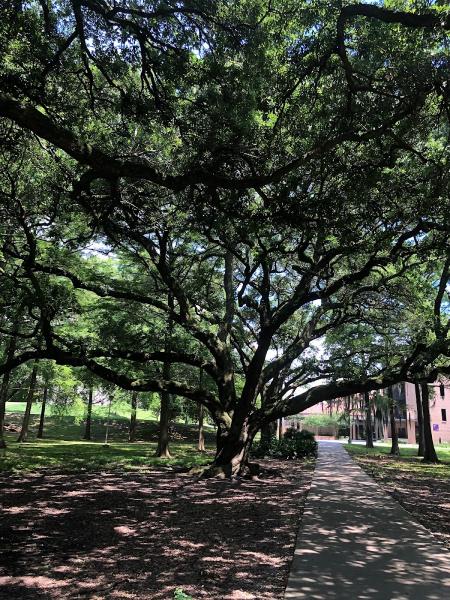 Tree Service Baton Rouge