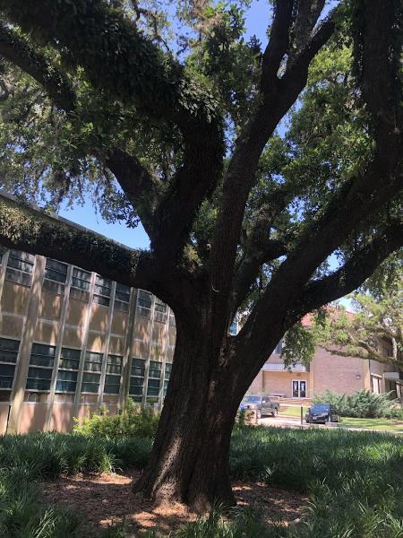 Tree Service Baton Rouge
